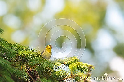 European serin sitting on a branch barely Stock Photo