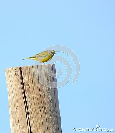European serin on the top of a wood Stock Photo