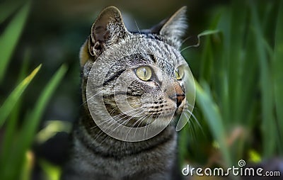 The European shorthair, also called the European or Celtic shorthair, is a breed originating in Europe, an elaborate way of Stock Photo