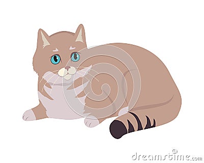 European Shorthair Cat Flat Vector Illustration Vector Illustration