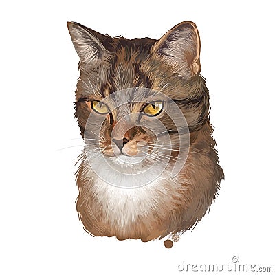 European shorthair cat isolated on white background. Digital art illustration of hand drawn playful mammal for web icon. Head of Cartoon Illustration