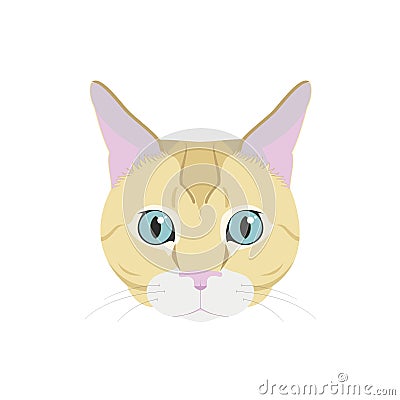 European Shorthair cat isolated on white background vector illustration Vector Illustration