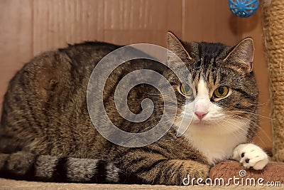 European Shorthair cat Stock Photo