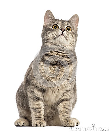 European Shorthair (6 months old) Stock Photo