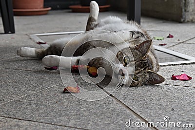 European short hair tabby cat playful laying on the ground Stock Photo