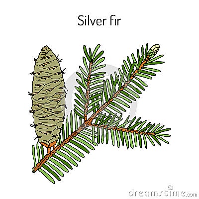 European silver fir abies alba , medicinal plant Vector Illustration