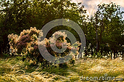 European smoketree blossoms. Cotinus Coggygria or rhus cotinus plant with blossom. Golden dusk sunlight Stock Photo