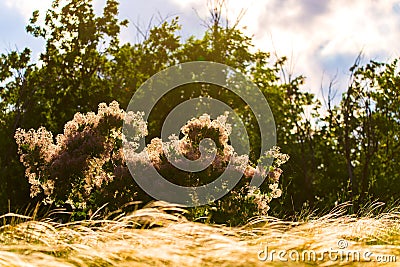 European smoketree blossoms. Cotinus Coggygria or rhus cotinus plant with blossom. Golden dusk sunlight Stock Photo