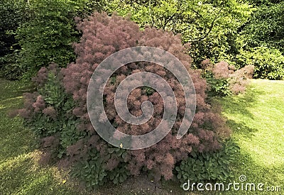 European smoketree - cotinus coggygria Stock Photo