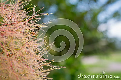 European smoketree. Skumpiya tanning, cotinus coggygria. Rhus cotinus or smoke bush. Pink fluffy tree branche Stock Photo