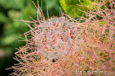 European smoketree. Skumpiya tanning, cotinus coggygria. Rhus cotinus or smoke bush. Pink fluffy tree branches Stock Photo