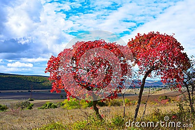 European Smoketree & x28;Cotinus coggygria& x29;, in Late Autumn Stock Photo