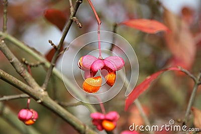 European Spindle Tree in Autumn Stock Photo