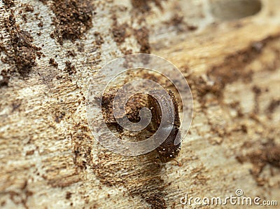 European spruce bark beetle, Ips typographus on fir wood Stock Photo