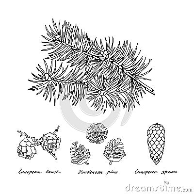 European spruce. Graphic branch with three cones of conifer trees. Vintage hand drawn collection of holiday decor and greeting car Cartoon Illustration