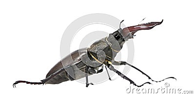 European Stag beetle against white background Stock Photo