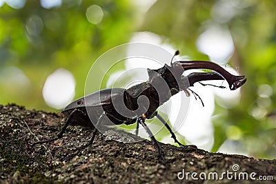 A European stag beetle Lucanus cervus Stock Photo