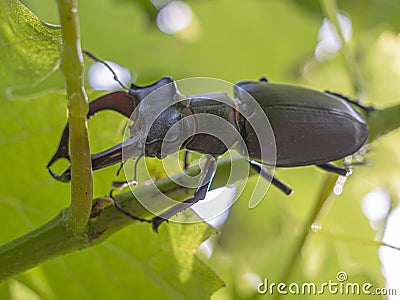The European stag beetle Lucanus cervus perched on a vine Stock Photo
