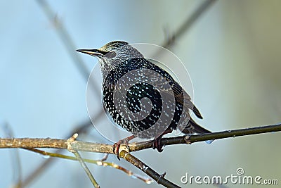 European Starling Stock Photo