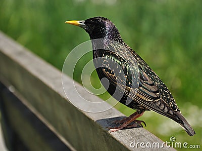 European Starling bird Stock Photo