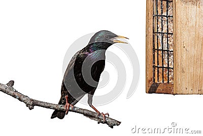 European Starling Stock Photo