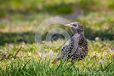 European Starling in grass Stock Photo