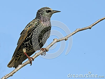 European Starling Stock Photo