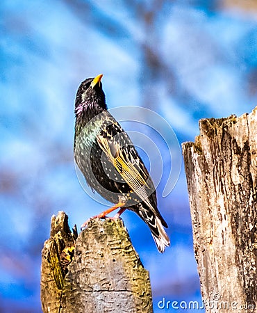 European Starling Perches on a Tree Stump Stock Photo