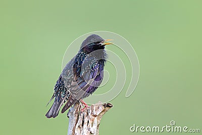 European Starling ( Sturnus vulgaris ) Stock Photo