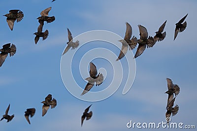 European Starling flock flying in the sky Stock Photo