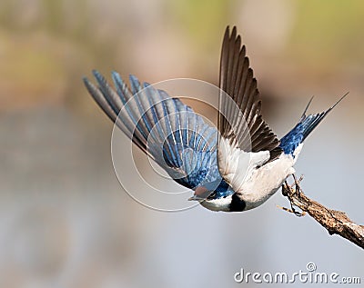 European Swallow Stock Photo