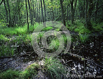 European Swamp Forest Stock Photo