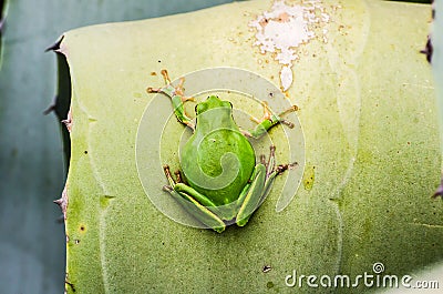 European tree frog - beautiful green frog on the leaf of agave Stock Photo