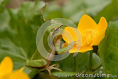 European tree frog (Hyla arborea formerly Rana arborea) Stock Photo