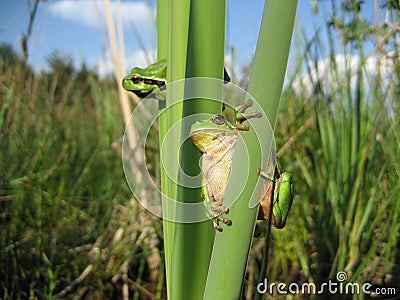 European tree frogs Stock Photo