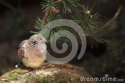 European turtle dove Stock Photo