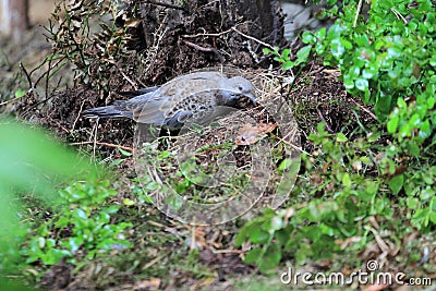 European turtle dove Stock Photo