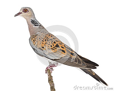 European Turtle Dove, Streptopelia turtur Stock Photo