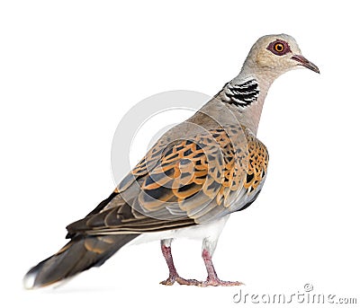 European Turtle Dove, Streptopelia turtur Stock Photo