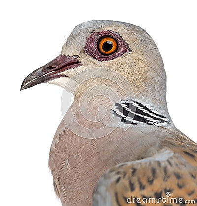 European Turtle Dove, Streptopelia turtur Stock Photo