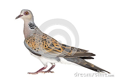 European Turtle Dove, Streptopelia turtur Stock Photo