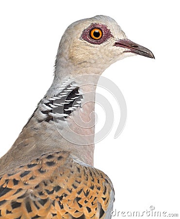 European Turtle Dove, Streptopelia turtur Stock Photo