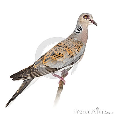 European Turtle Dove, Streptopelia turtur Stock Photo