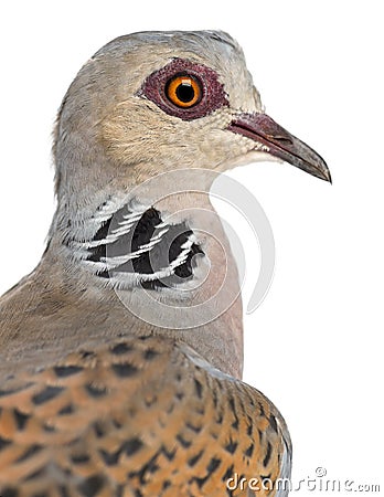 European Turtle Dove, Streptopelia turtur Stock Photo