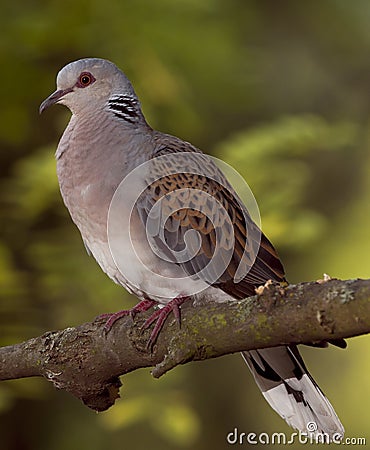 European turtle dove (Streptopelia turtur) Stock Photo