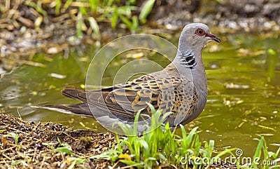 European turtle dove (Streptopelia turtur) Stock Photo