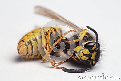 European wasp close up Stock Photo