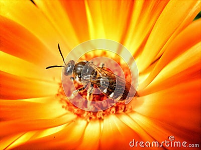 European Wasp, German Wasp or German Yellowjacket inside Marigold Stock Photo