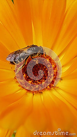 European Wasp, German Wasp or German Yellowjacket inside Marigold Stock Photo