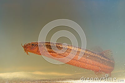 European weather loach sideview Stock Photo